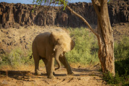 Namibia_August (20/135)